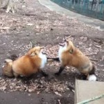 laughingfoxes.webm