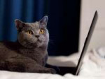 1-british-shorthair-cat-working-on-laptop-michal-bednarek.jpg