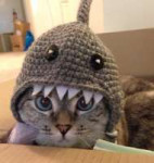 crochet-shark-hat-for-cat-1.png