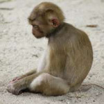 Sad Monkey.png
