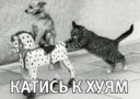 Катись-к-хуям-котэ-не-котэ-песочница-290208.jpg