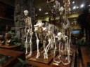 Giant-Skeletons-Pictures-4.jpg