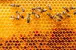 Honeybees-Honey-Comb-Hive[1].jpg