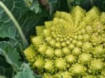broccoflower-romanesco-green-cauliflower-home-grown-aka-clo[...].jpg