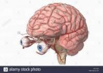 le-arterie-del-cervello-e-occhi-afx1em.jpg