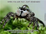 kawaii-jumping-spiderso4039287.jpg