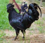 Lancuria alter riding big black cock.jpg