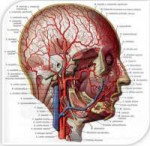 krovosnabzhenie-litsa.jpg