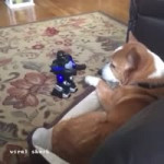 Robot toy vs dog-GMjg1od9URA.webm