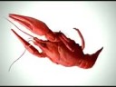  .webm