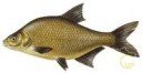 bream.jpg