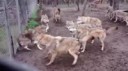  .webm
