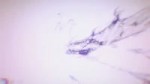  .webm