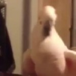 15286382826030.mp4