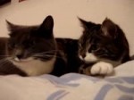  .webm