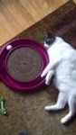 котустал.webm