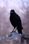 crow003bysikaris-d4em77c.jpg