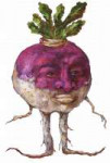 JoeTurnip.39161934std.png