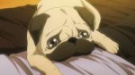 spacebrothers-05-apo-pug-dog-sad-cute.jpg