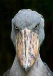 stentorianshoebill-600x850.jpg