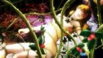 [Some-Stuffs]JojosBizarreAdventureStardustCrusaders23(1920x[...]