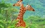 giraffes.jpg