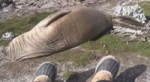 Dimon seal.webm