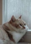 sad-cat-gif-22.gif