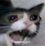 crying cat yamete.jpg