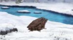 [HorribleSubs] Golden Kamuy - 08 [1080p].mkvsnapshot08.36[2[...].jpg