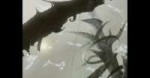Wolfs Rain - 17.mkvsnapshot01.27.jpg