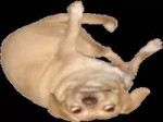 PESIK.webm