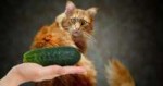 orange-cat-and-cucumber-695x369.png