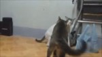 14703750950840.webm
