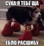 собакаеблорасшибу.jpg