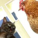 catandbird-58b108424f08b.jpeg