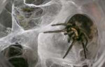 sdut-tarantulas-pets-spiders-2013oct31.jpg
