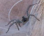 Wolf-Spider-Webs-Pictures-2.jpg