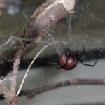 Inverts-Black-Widow-Spider-square.jpg