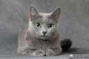 russian-blue-cat-foto2.jpg