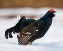 black-grouse-2.jpg