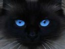 Blue-Eyed-Cat.jpg