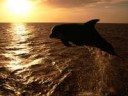 animalsunderwaterdolphininthesunset0118231.jpg