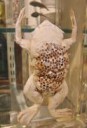 Surinam-toad-inside-Grant-Museum-of-Zoology-706x1024.jpg