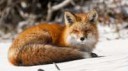 fox-wallpaper-hd-12040-12577-hd-wallpapers.jpg