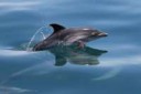 Common-dolphin-calf-mornington-50-e1458884233936.jpg