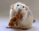 white-rat-golden-teddy.jpg.838x0q80.jpg