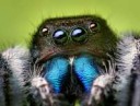 Phidippusaudaxmale.jpg