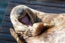 laughing seal.jpg