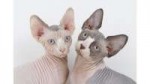 sphynx-cats-photo.jpg